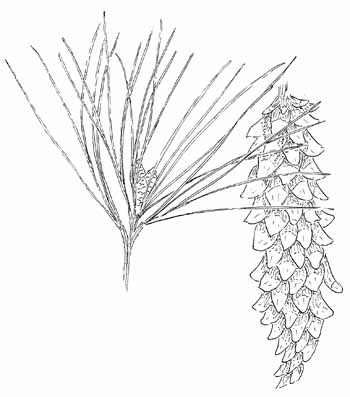 White Pine Drawing
