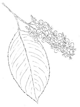 Wild Black Cherry Drawing