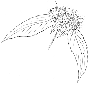 Hoary Mountainmint Drawing