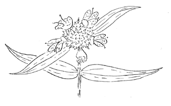 Whorled Mountainmint Drawing