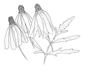 Prairie Coneflower Drawing