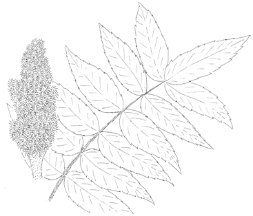 Staghorn Sumac Drawing