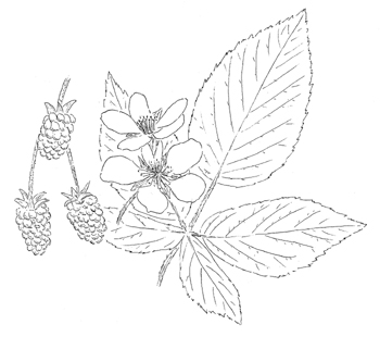 Allegheny Blackberry Drawing