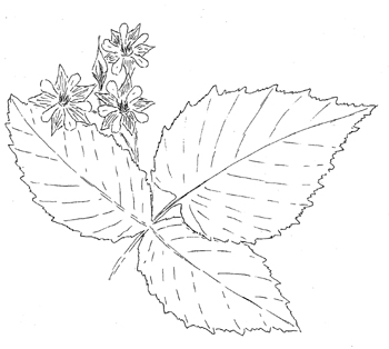 Black Cap Raspberry Drawing