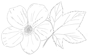 Purple Flowering Raspberry Drawing