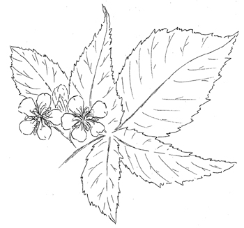 Pennsylvania Blackberry Drawing