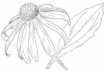 Brown-eyed Susan Drawing