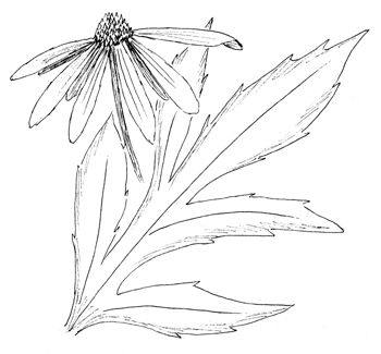 Tall Coneflower Drawing