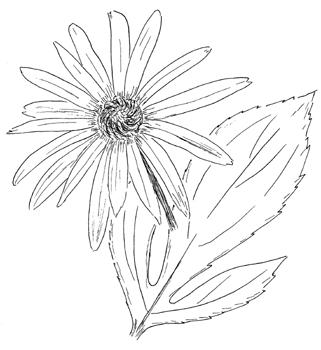 Sweet Black-eyed Susan Drawing