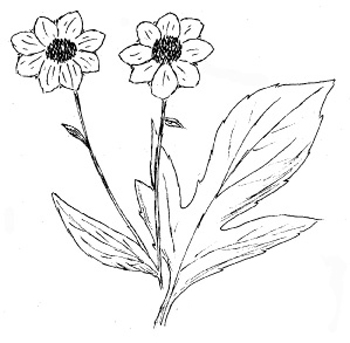 Thin-leaved Coneflower Drawing