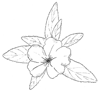 Wild Hairy Petunia Drawing