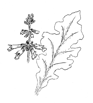 Lyreleaf Sage Drawing