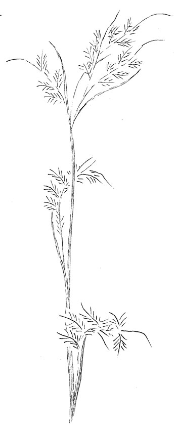 Little Bluestem Grass Drawing