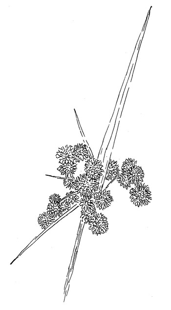 Georgia Bulrush Drawing