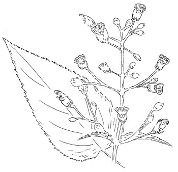 Eastern Figwort Drawing