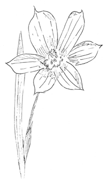 Northern Blue-eyed Grass Drawing