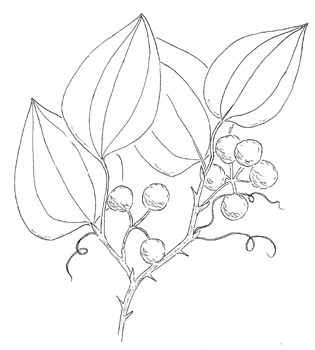 Roundleaf Greenbrier Drawing