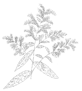 Rough-Stemmed Goldenrod Drawing