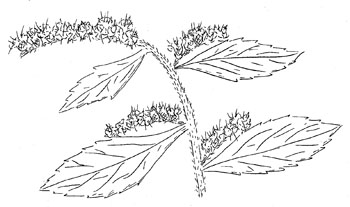 Elmleaf Goldenrod Drawing