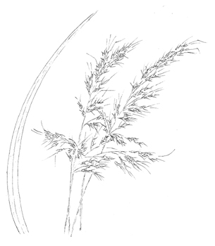 Indiangrass Drawing