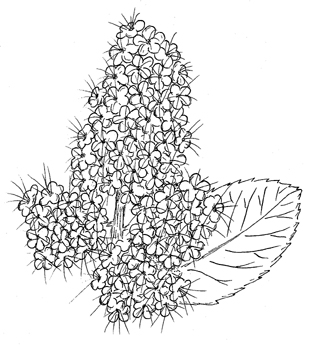 White Meadowsweet Drawing