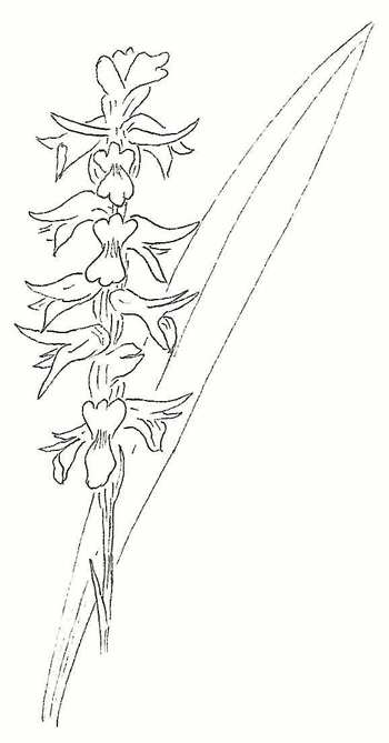 Nodding Lady's tresses Drawing