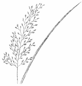 Northern Dropseed Drawing