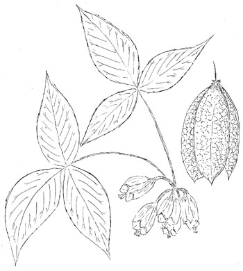 American Bladdernut Drawing