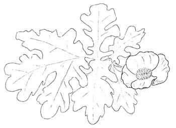 Celandine Poppy Drawing