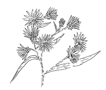 White Panicled Aster Drawing