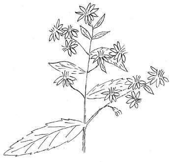 Calico Aster Drawing