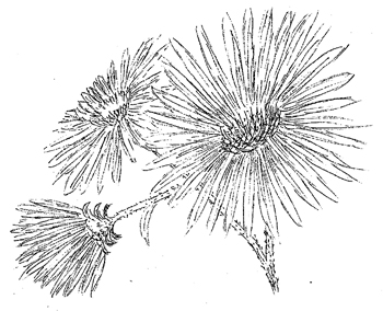 New England Aster Drawing