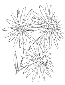Aromatic Aster Drawing