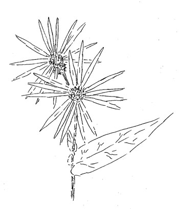 Crooked Stem Aster Drawing