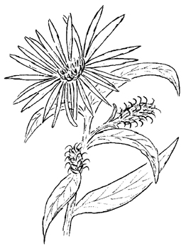 Purple Stemmed Aster Drawing