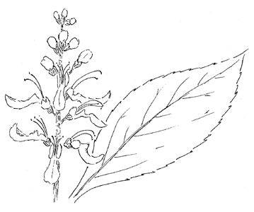 Canada Germander Drawing