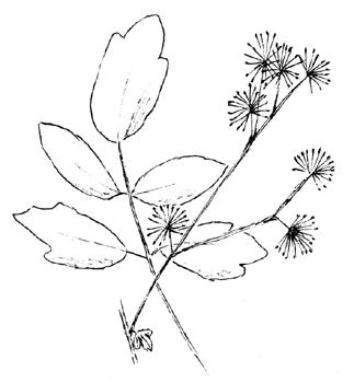 Tall Meadow Rue Drawing