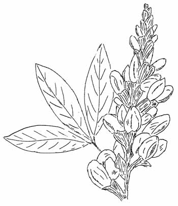 Carolina Bush Pea Drawing