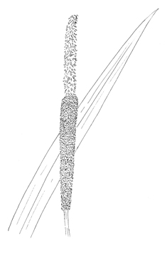 Common Cattail Drawing