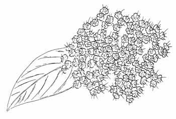 Possumhaw Viburnum Drawing