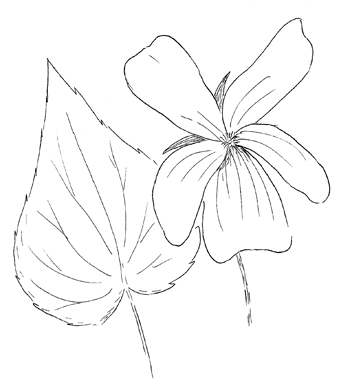 Downy Yellow Violet (hairy form) Drawing
