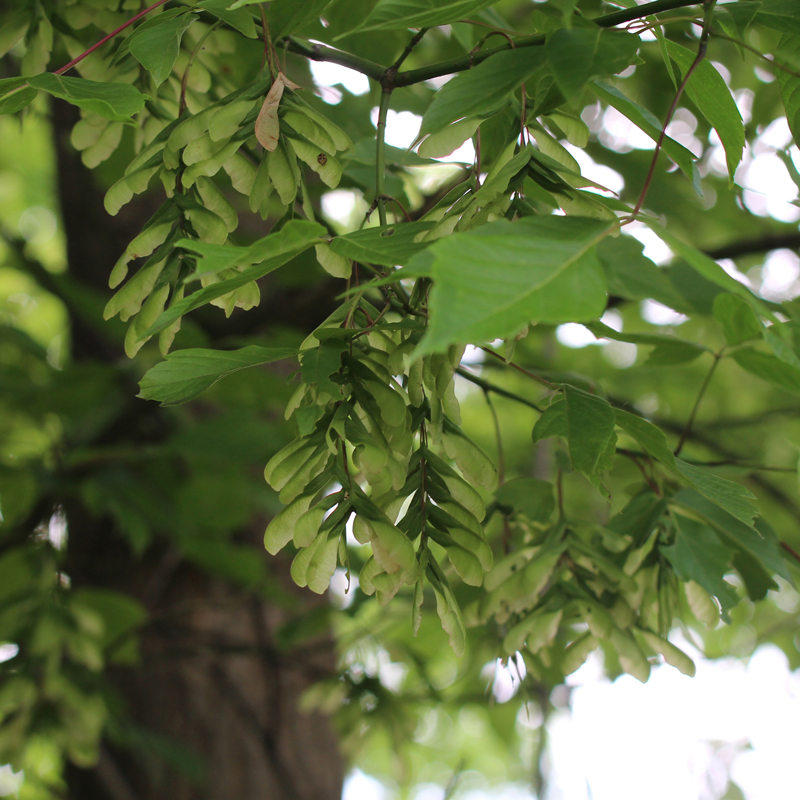 Boxelder Picture