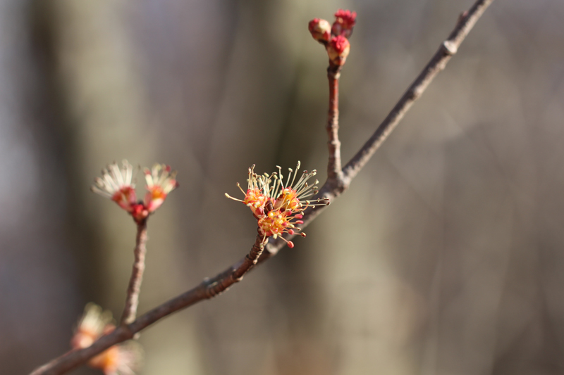 Red maple Picture