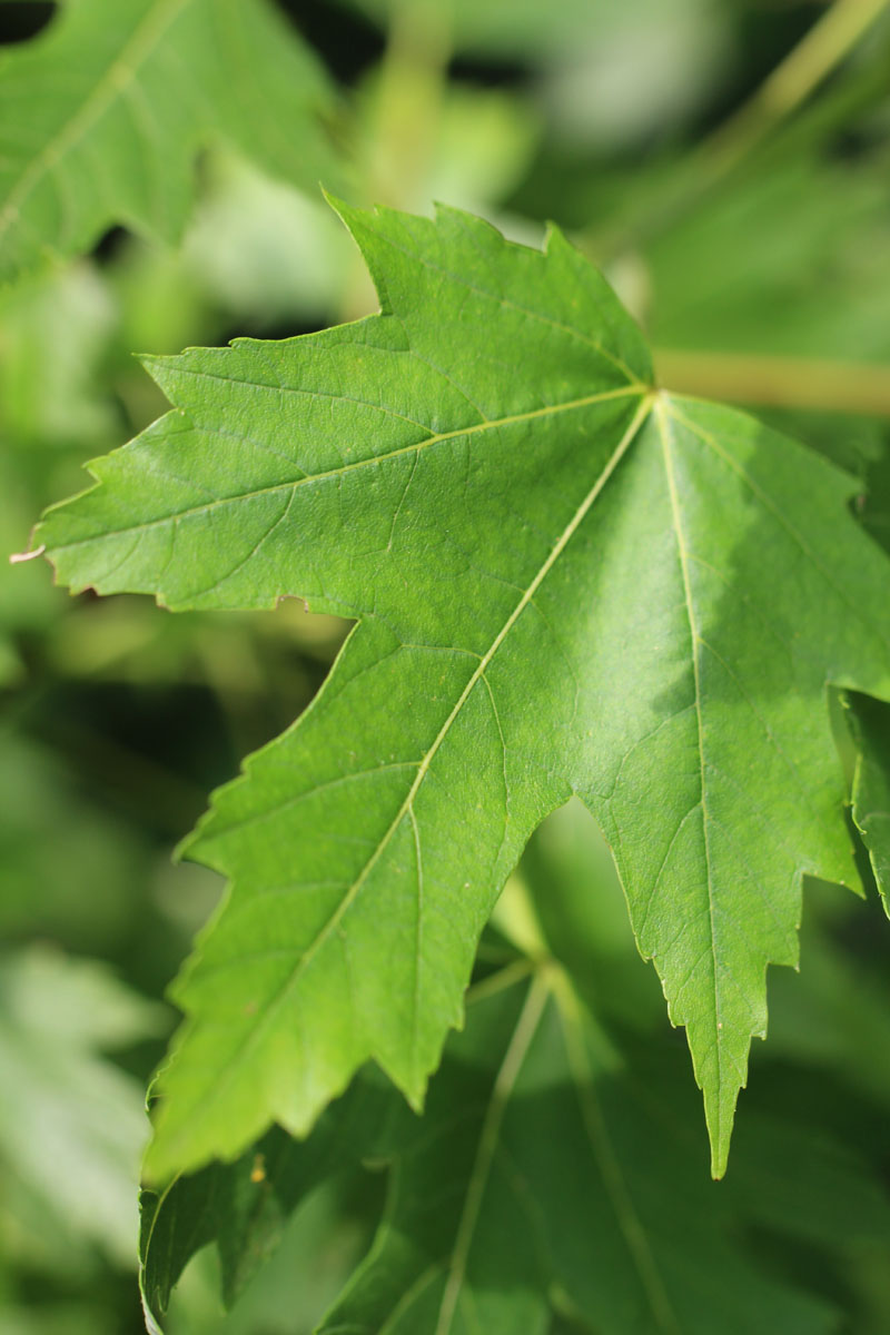 Silver maple Picture