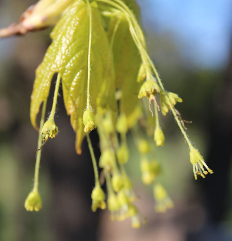 Sugar Maple Picture