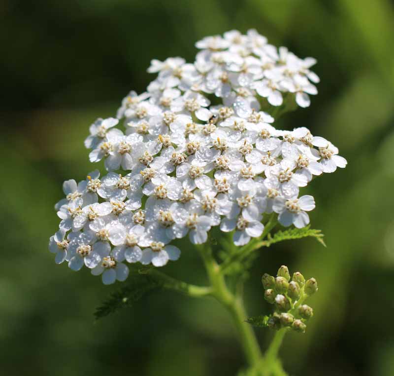 Common Yarrow Picture