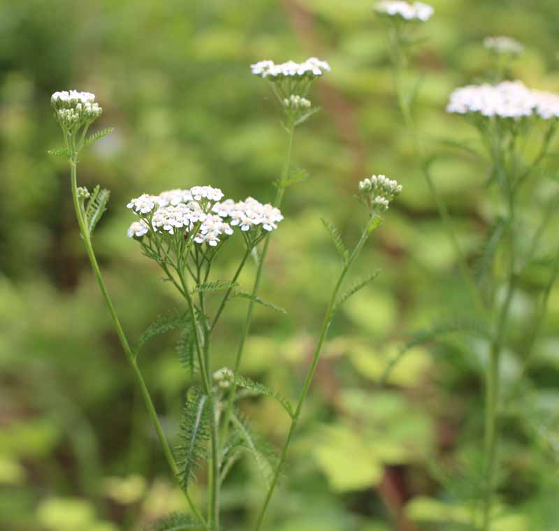 Common Yarrow Picture