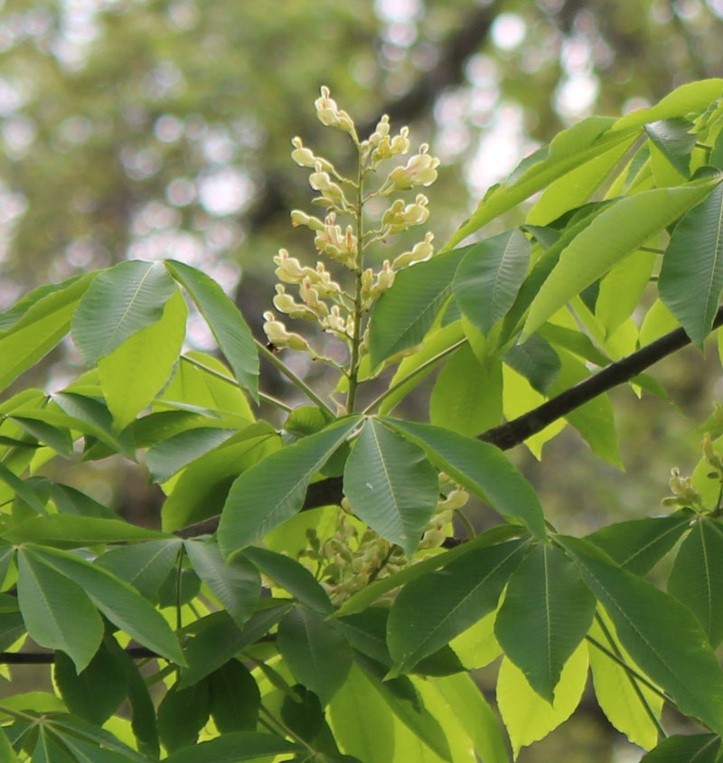 Yellow Buckeye Picture