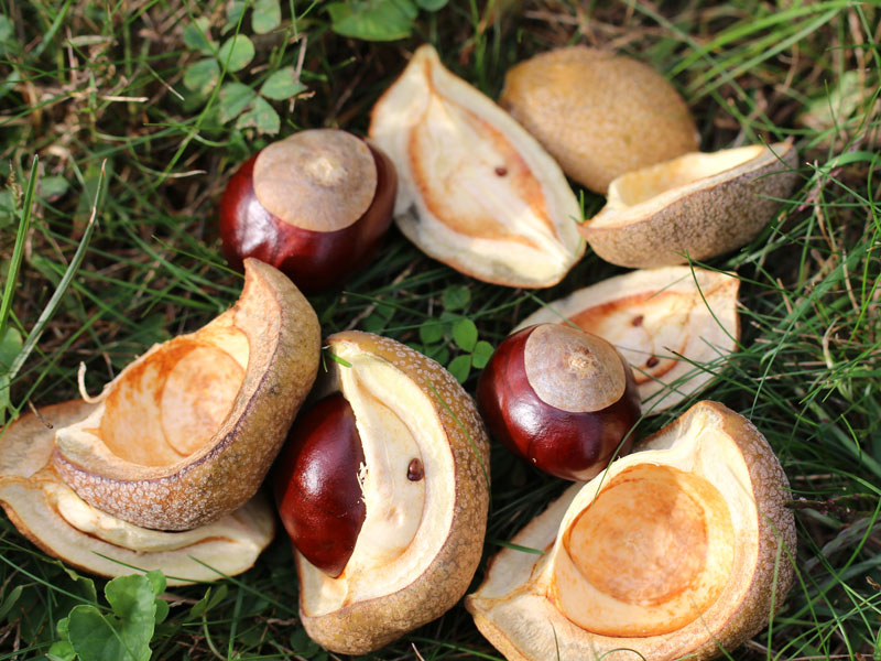 Yellow Buckeye  Picture