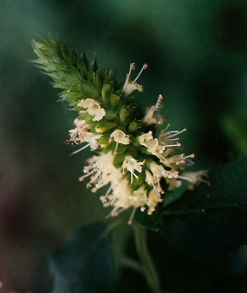 Yellow Giant Hyssop Picture